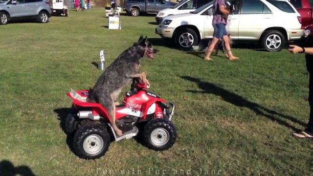 Dog Tries to Run Down Spectators-Fun with Pup and Jane