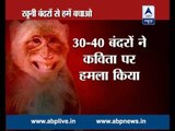 Monkey Menace: Victims narrate their horrifying tales