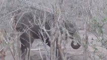 Relentless Search Rescues Elephant From Injury
