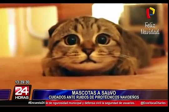Evita que tu mascota sufra un ataque de pánico por fuegos artificiales