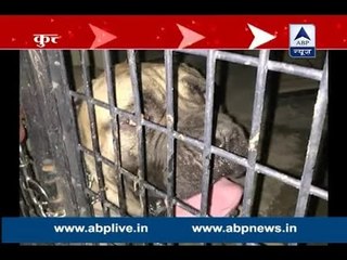 Pet dog injures 8-year-old in Delhi