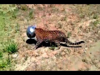 Rajasthan: Forest department rescues leopard whose head got stuck in a metal pot