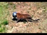Rajasthan: Forest department rescues leopard whose head got stuck in a metal pot