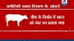 India is the second largest exporter of beef, this cannot happen without slaughtering of c