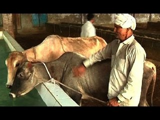 Meet Habib who takes care of 800 cows since 50 years