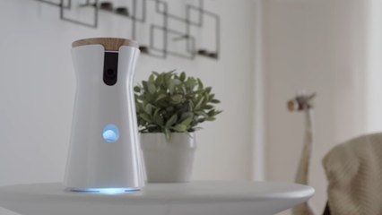 This camera lets you toss your dog a treat from anywhere in the world