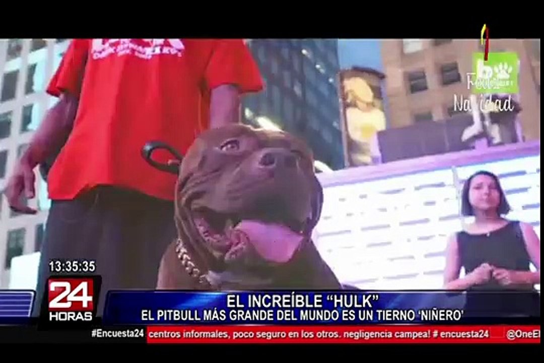 Hulk: el pitbull de 80kg más grande del Mundo