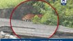 Bhopal: Tiger strays inside agricultural institute, captured