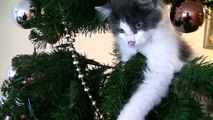 KITTEN RUINED OUR CHRISTMAS