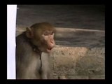 Monkey kills priest in Patna