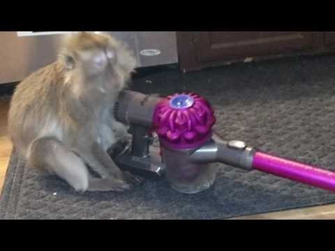 Monkey Baffled by Vacuum Cleaner Examines It Closely