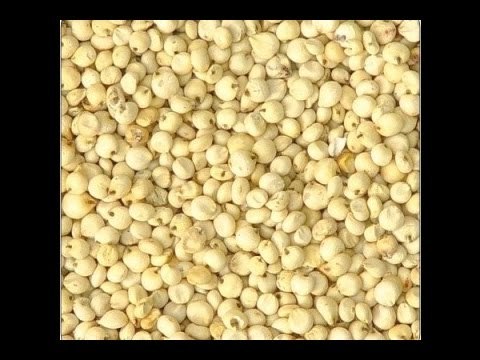 Stay fit in 2 mins : Sorghum(Jowar) helps in controlling Diabetes and Cholesterol