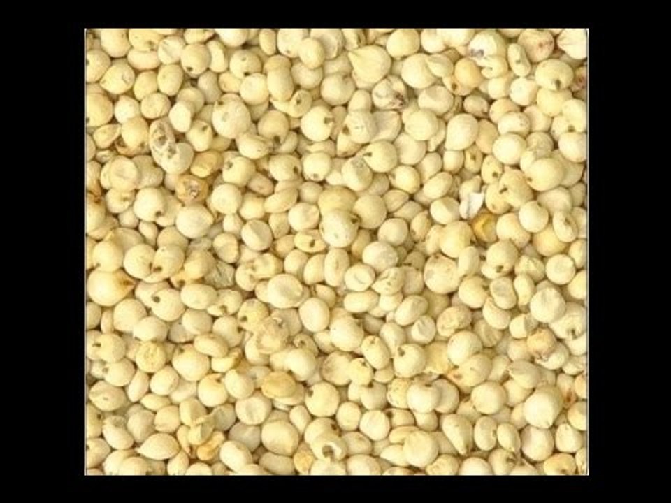 Stay fit in 2 mins : Sorghum(Jowar) helps in controlling Diabetes and Cholesterol