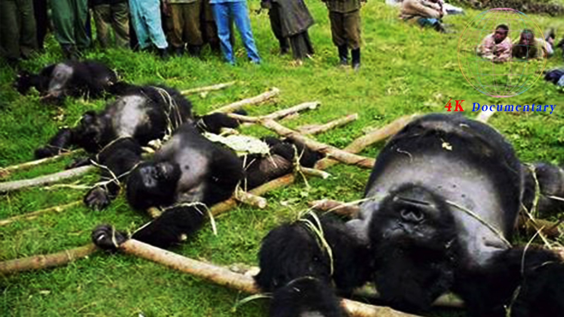 Full Documentary - ความน่ารักของสัตว์จากทุกมุมโลก (สัตว์พูดได้) - Documentary 2016