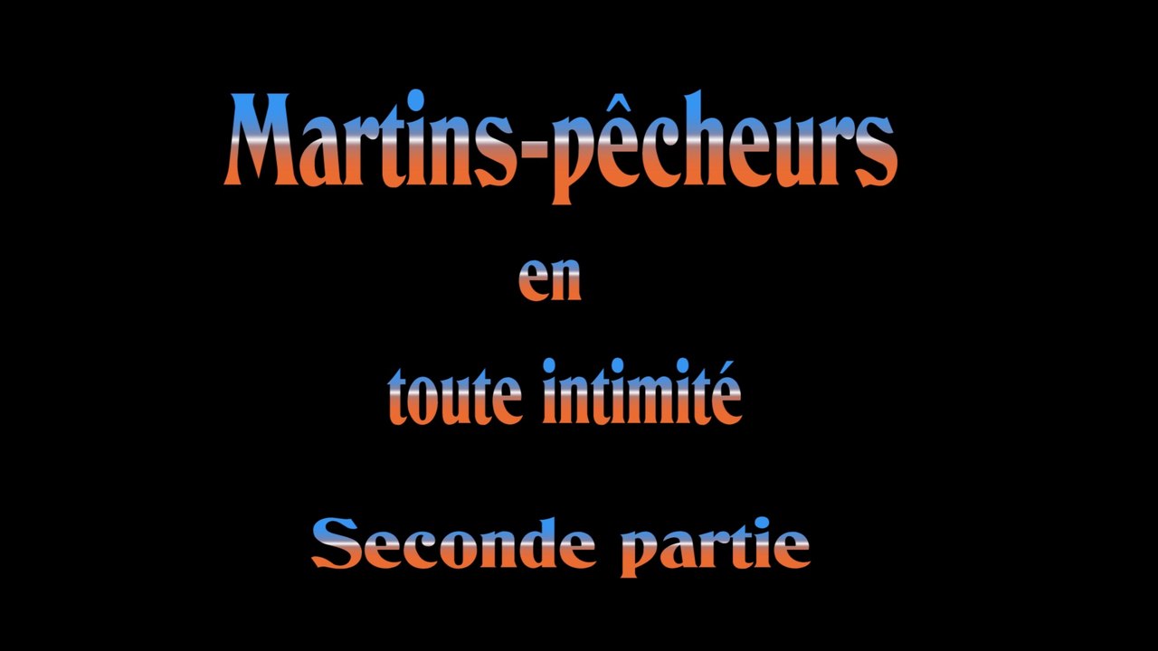 Martins-pêcheurs en toute intimité seconde partie