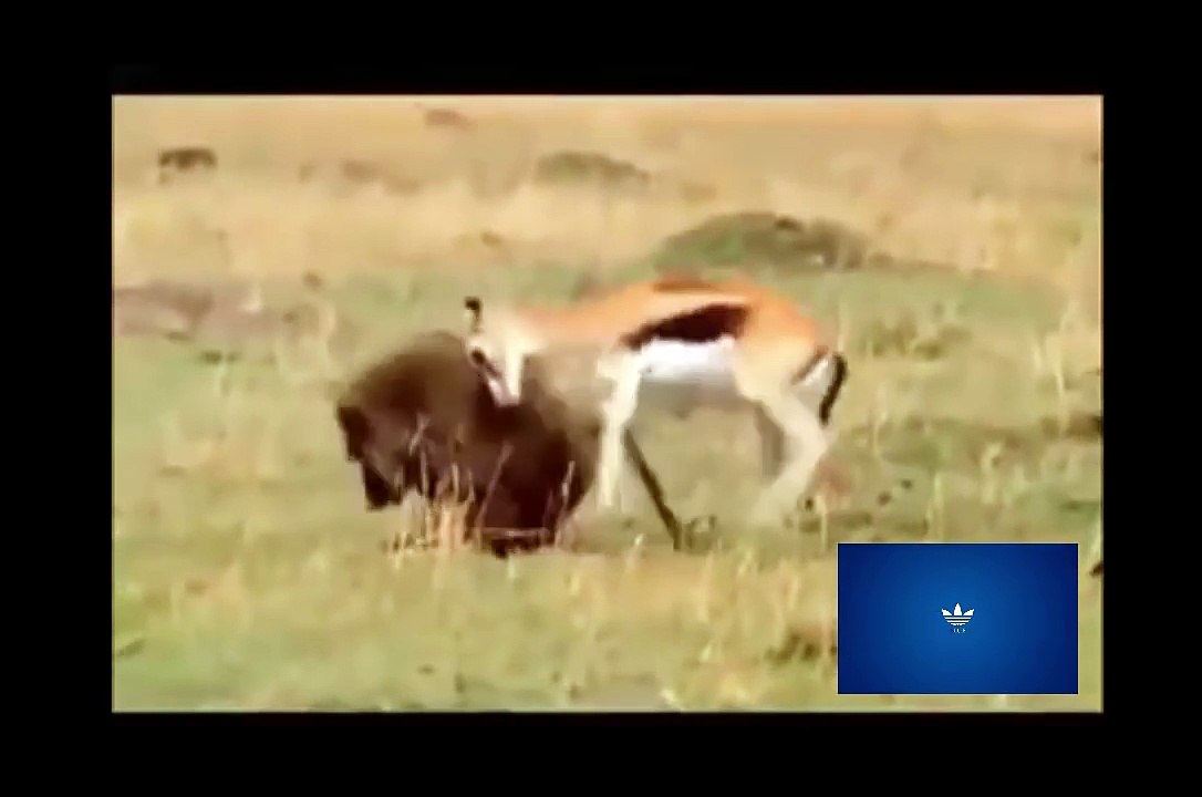 Baboon Fight And Eating Deer - Danger Video ► Blue
