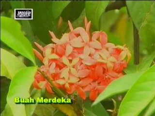 Buah Merdeka - Zamery Amera