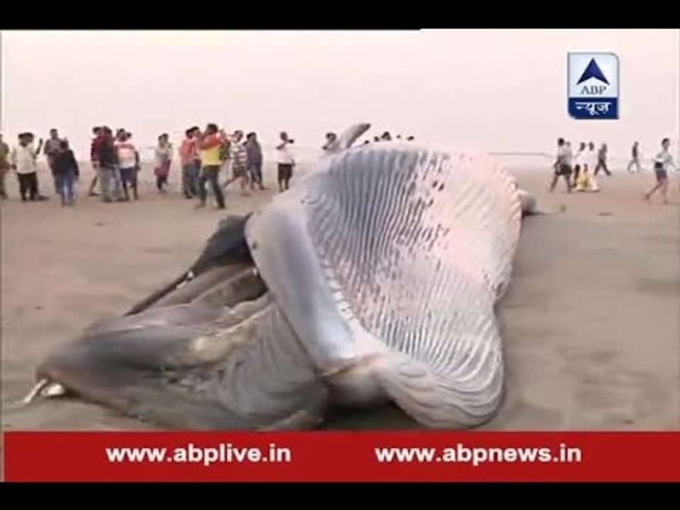 A 30-foot dead whale washed up on the Juhu beach in Mumbai