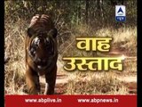 Jungle: The journey of a tiger from 'Wah Ustad' to 'Aah Ustad'