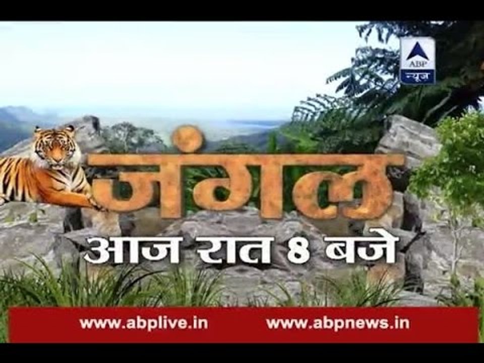 WATCH story of horse 'Shaktiman' in Jungle, tonight at 8 video