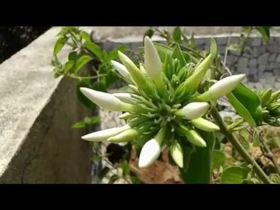 Samsung Galaxy Core Prime Camera