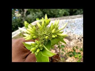 Moto G 2nd Generation Camera (8MP) - Sample Pictures and Video