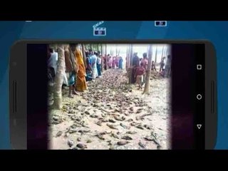 Viral Sach: Did thousands of birds die of thirst in Latur?