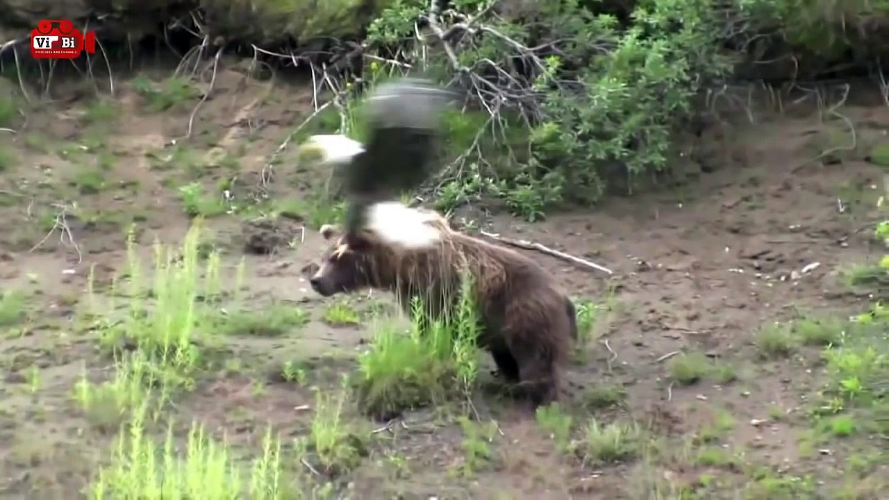 Eagle vs wolves - Eagle hunting Mountain Goat - Eagle Attack snake, Fox