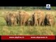 Jungle: Watch how wild elephants are tamed