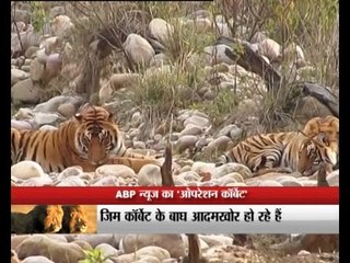 Operation Corbett: Why man-eater tigers are increasing: Have humans disturbed the balance?