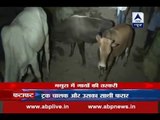 Truck carrying carcasses of cows set afire in Mathura