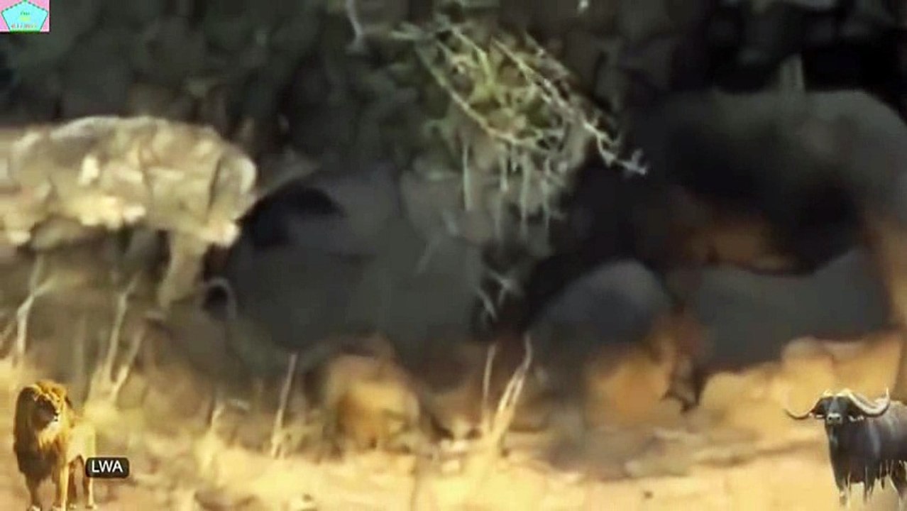 Animal fights - Lion vs Buffalo_8