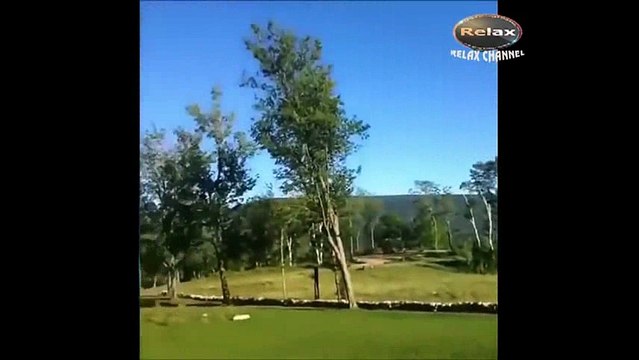 Funny videos Relax-haha-13