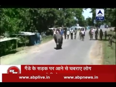 Jan Man: Kaziranga National Park submerged in water, rhinos on roads