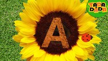 Learn to write ABC | Writing Alphabet Letters | phonic writing | Tada-Dada Art Club I Sunflower I beetle