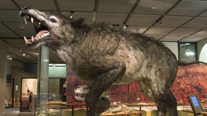 Top 10 Animals You’ll Be Glad Are Extinct