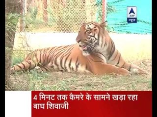 Jan Man: Know all about tiger Shivaji who was captured by PM Modi in his camera
