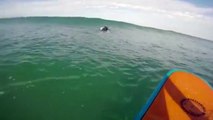 Quand un phoque vient squatter sur la planche d'un surfeur !