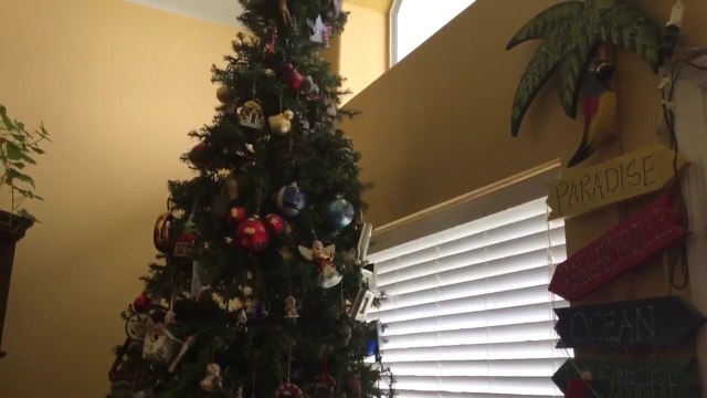 Chat VS Sapin de Noel - Compilation