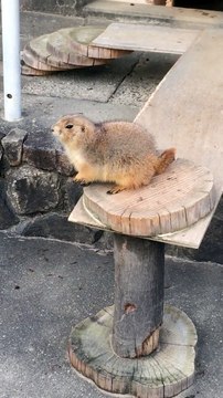 Quand tu fais peur à un rongeur en éternuant... Belle gamelle