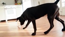 Combat entre le droide BB-8 et un Chien labrador !