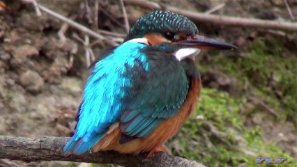Martins-pêcheurs  en toute intimité (première partie)