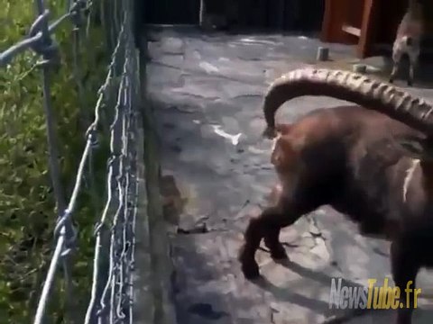 Donc c'est pour ça que ses cornes)