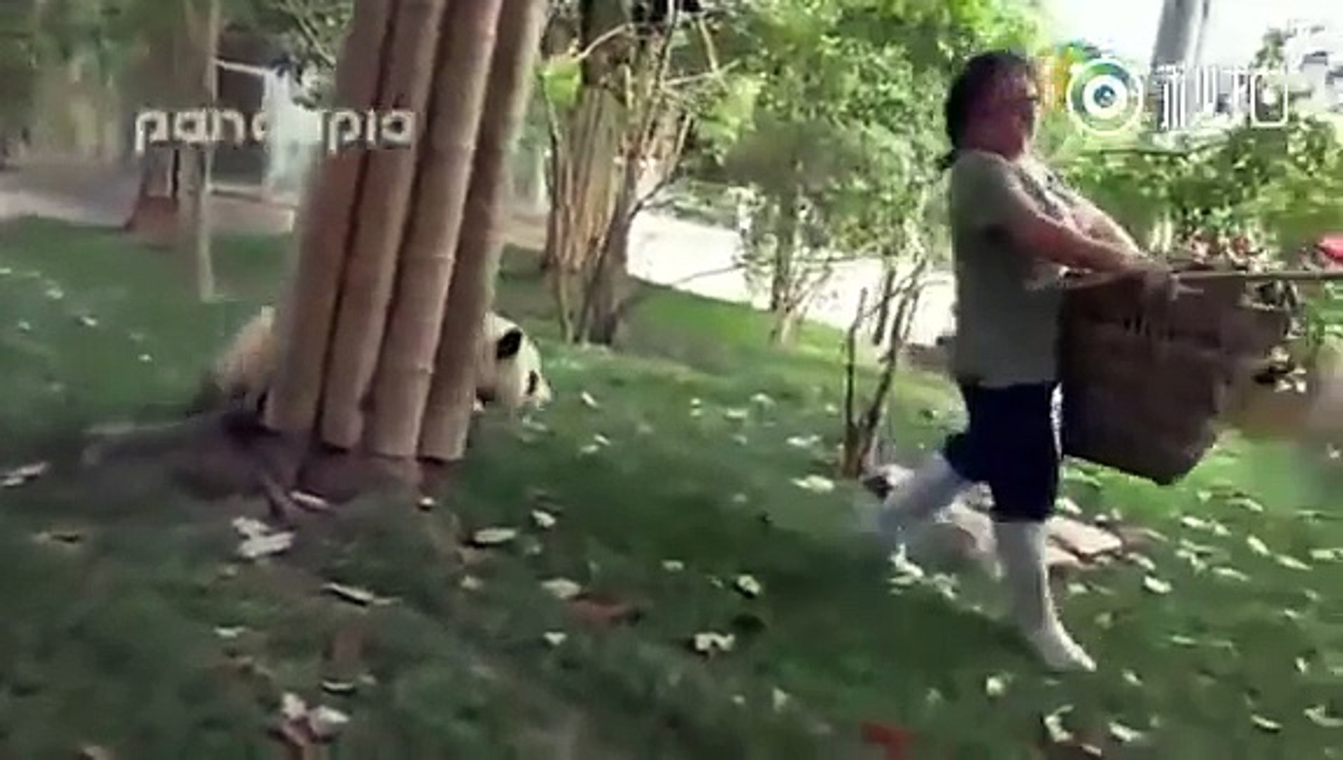 搶竹籮又抱腿 4隻搗蛋熊貓萌爆網絡