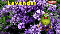 Lavender Rhyme | 3D Nursery Rhymes With Lyrics For Kids | Flower Rhymes | 3D Rhymes Animation