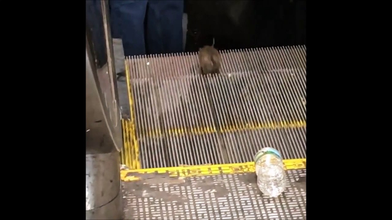 Ce rat essaye de prendre l'escalator dans le sens inverse