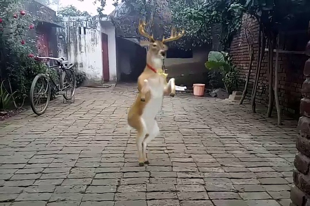 Crazy Dance in home by animals.