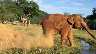 Un éléphant lâche un pet sur son congénère pour se venger