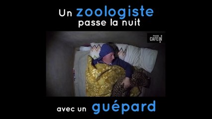 Ce zoologiste passe une nuit paisible en compagnie d'un guépard..