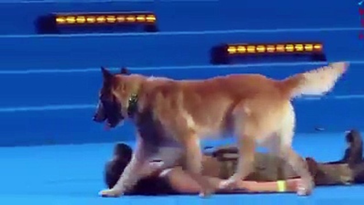 Conheça o cão treinado para salvar vidas fazendo até respiração "boca-a-boca"
